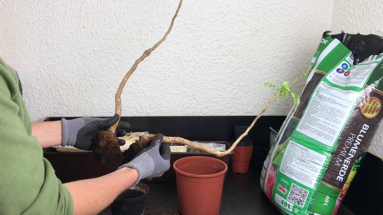 Colvillea racemosa als Bonsai: Wuchs, Schnitt und Pflege