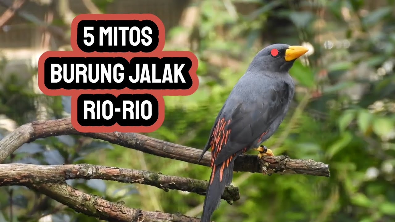 Jalak Rio Rio MITOS BURUNG JALAK RIO-RIO - YouTube