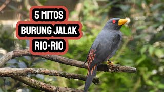 THE MYTH OF THE RIO-RIO STARLING