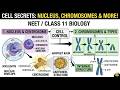 Cell: The Unit of Life (Centrosome, Nucleus & Chromosomes) | Class 11