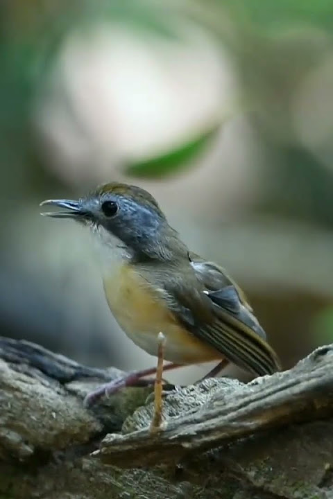 Burung Pelanduk Ekor Pendek #shorts