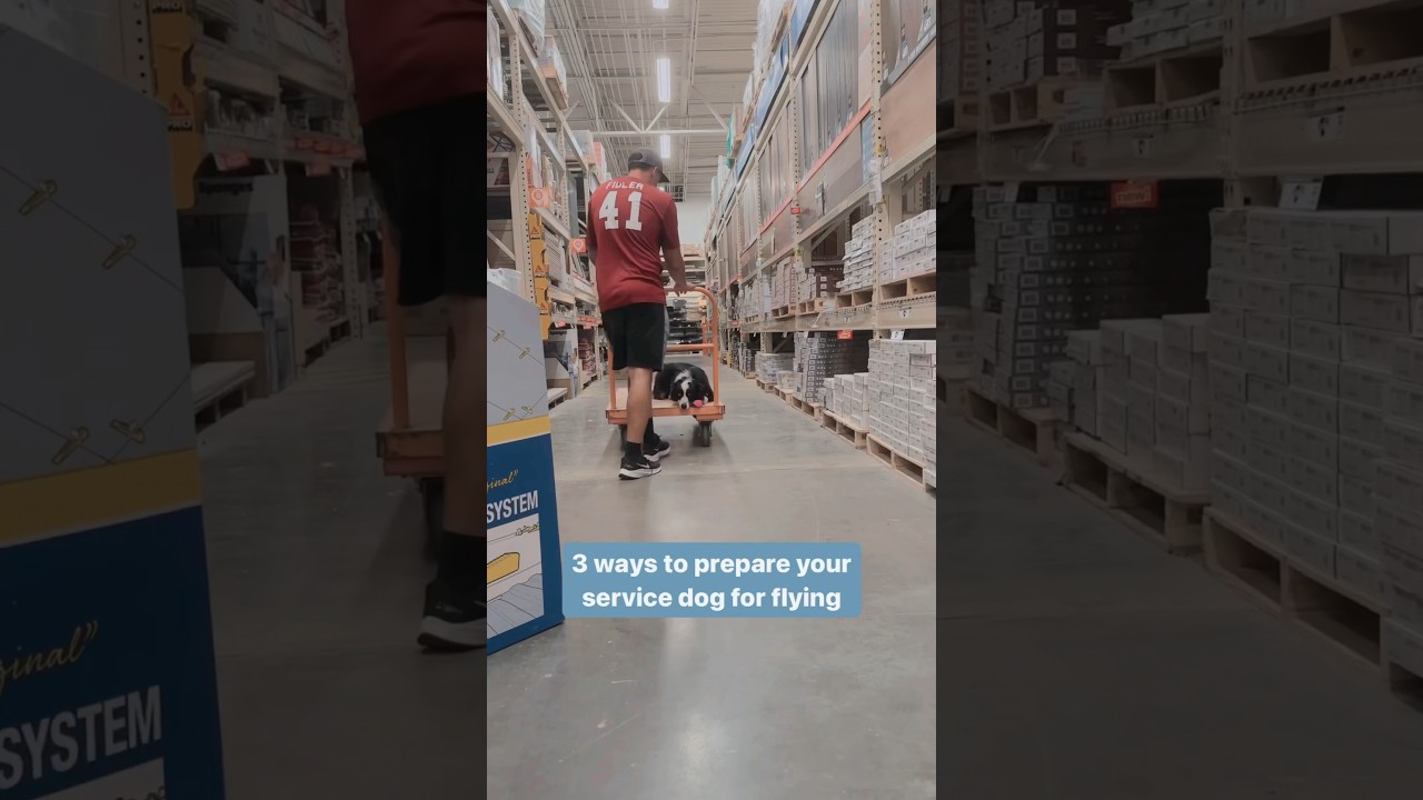 3 ways to prepare your service dog in training for their first flight. 