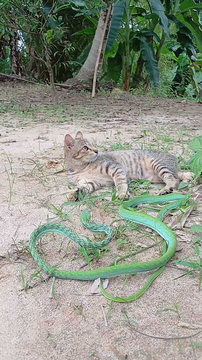kucing vs ular
