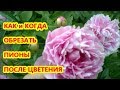 КАК И КОГДА ОБРЕЗАТЬ ПИОН ПОСЛЕ ЦВЕТЕНИЯ / ОРГАНИЧЕСКОЕ ЗЕМЛЕДЕЛИЕ НА ЮГЕ