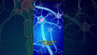 Neurologist facts! Like and subscribe for more!