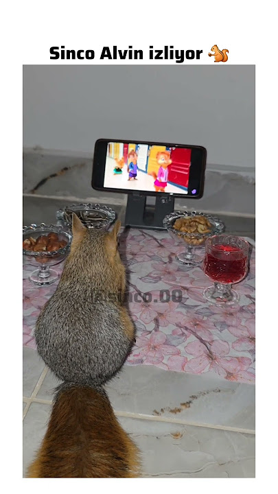 Alvin ve sincaplar'ı izleyen sinco 🐿❤️#alvin #squirrel #lifeisbutadream #cute #animals #trend #funny