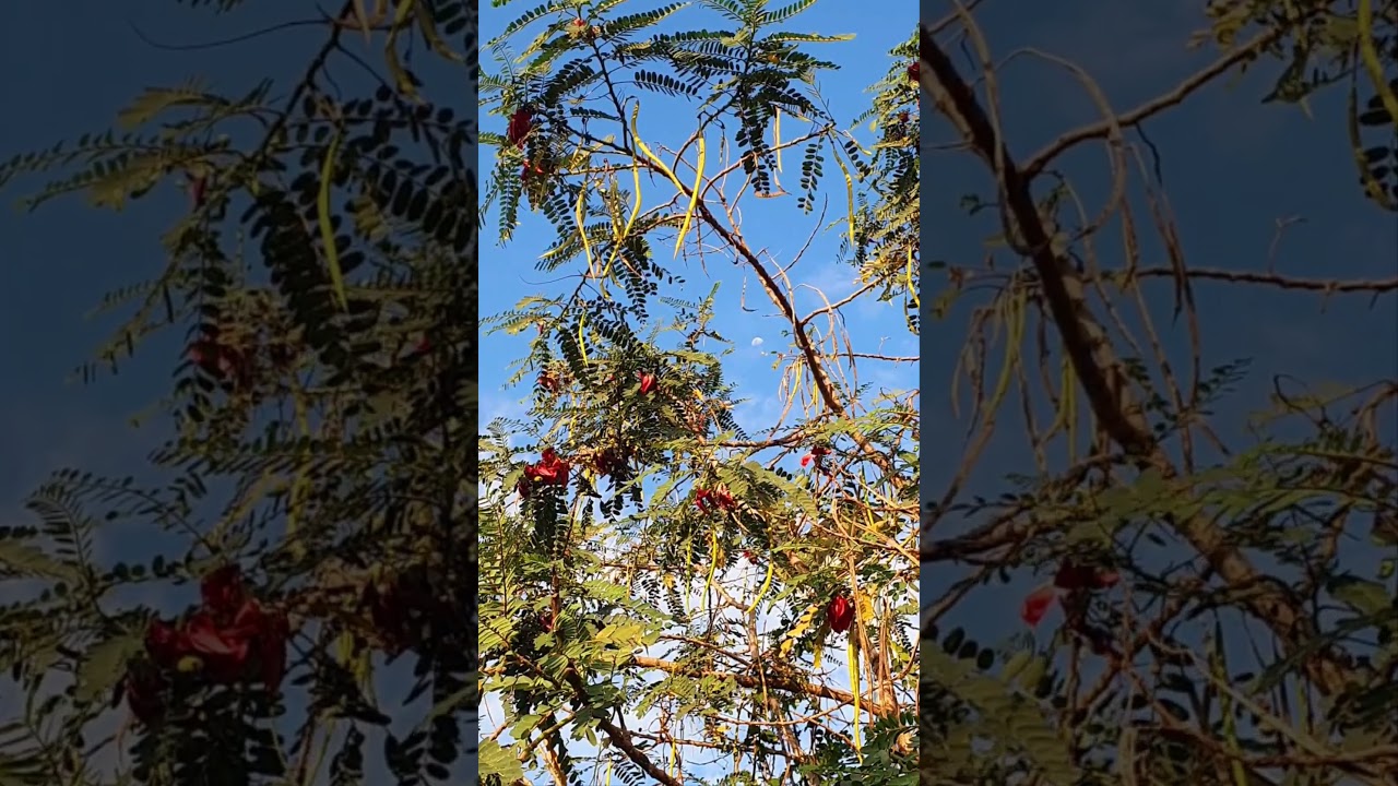 fresh clear day with red agati vegetables 