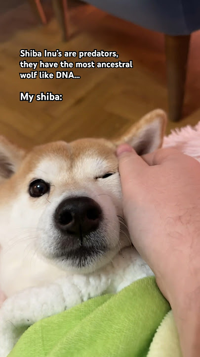 All units, my tummy hurts 🥲 #memes #cute #shibainu