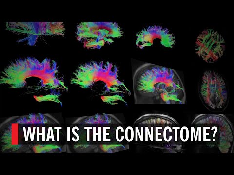 Co je Connectome? Mapování neuronů v mozku