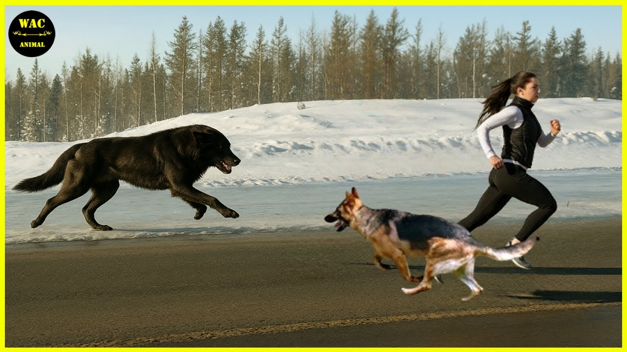 50 Hero Animals That Saved Human Lives #2 | Best moment of 2024!