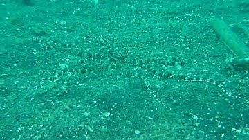 a squid change color   amazing squid changes color  nautilus live