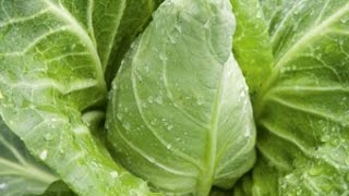 Growing Spring Cabbage