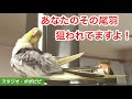 あなたのその尾羽狙われてますよ！　#オカメインコ　#コザクラインコ #セキセイインコ