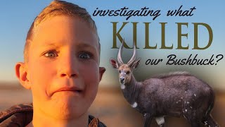 Investigate what KILLED our Bushbuck??