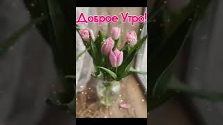 ДОБРОЕ УТРО🌷ХОРОШЕГО ДНЯ #short #shorts #shortvideo #shortsvideo