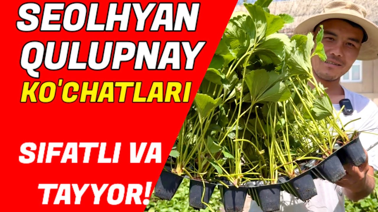 ☎️+998 94 016 95 99 Hosili Mo‘l, Sifati Yuqori — Seolhyan Qulupnay Ko‘chatlari