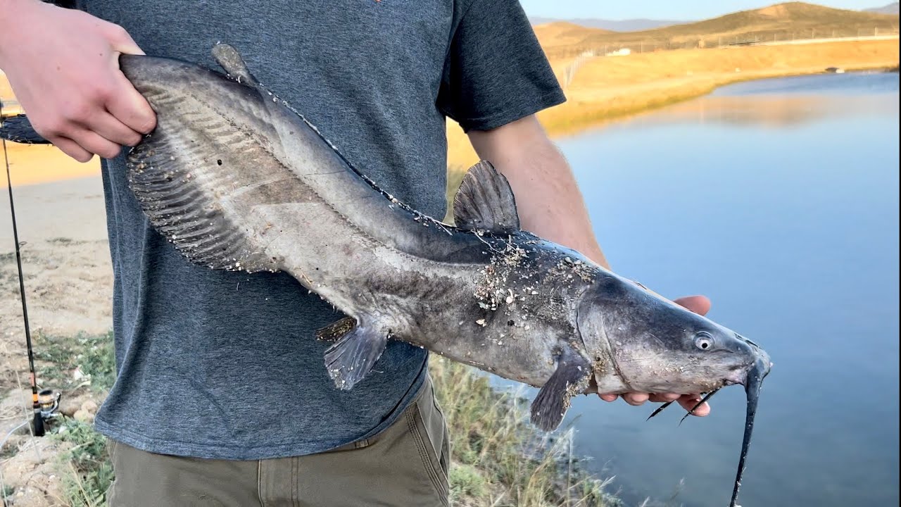 Winter Catfishing And Bass fishing With Swim baits And Hotdogs YouTube