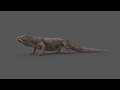 Komodo Dragon 3d Model Animated video