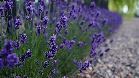Sweet Romance Lavender--one year later