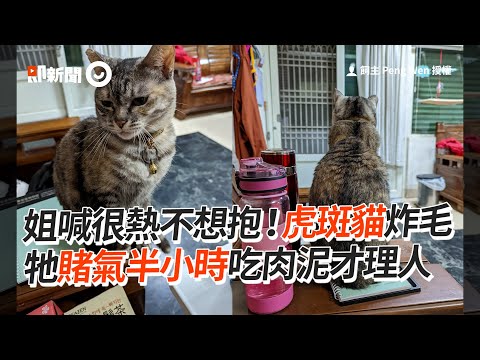 姐喊很熱不想抱！虎斑貓炸毛😠吃肉泥才理人｜寵物動物｜貓咪｜看新聞