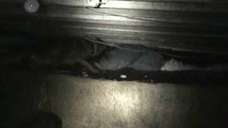 Owensboro/Daviess Co Police K9 in action