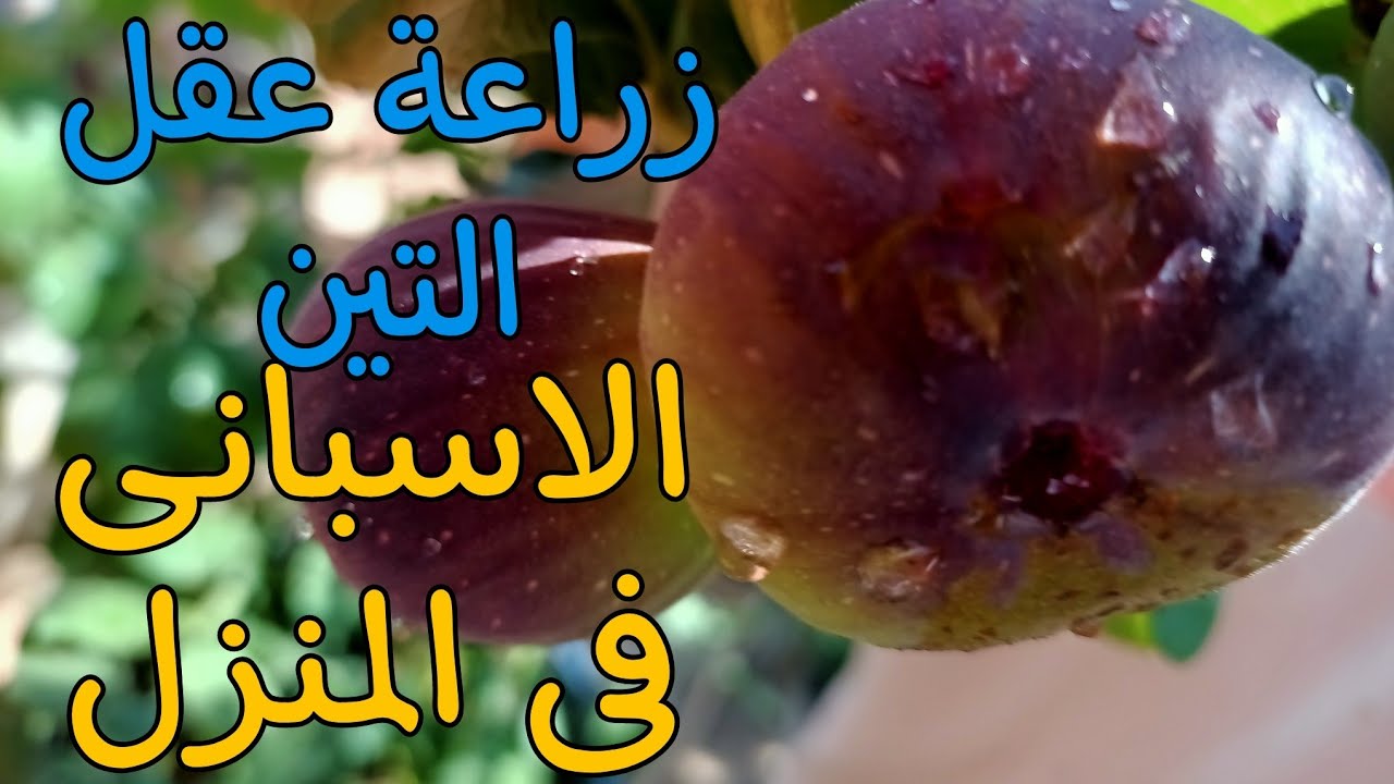 زراعة شجره التين على السطح في برميل من العقله الى الاثمار ومراحل نمو الشجره من التعقيل 