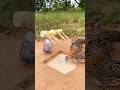Create DIY Bird Trap # Easy Quail Trap # shorts