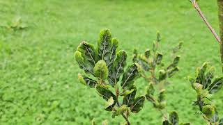 Fagus sylvatica 'Greenwood' buk lesní