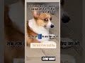 DOGESH BHAI ka rola khatre mein #funny #memes #labrador #funnymoment #memearchive #trendingshorts
