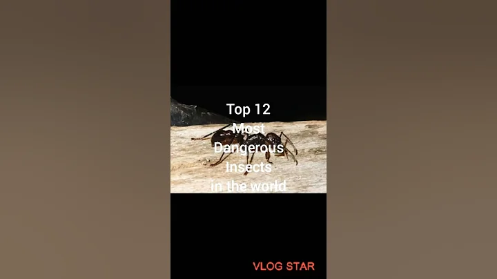 Top 12 Most Dangerous Insects in the world 🐞🐝🐜