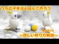 うちの子をぽんぽんで作ろう　キバタン編 （How to make a bird pom-pom : Sulphur-Crested Cockatoo ）