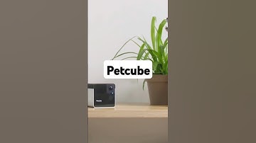 Gadgets to Keep Your Cat Entertained!