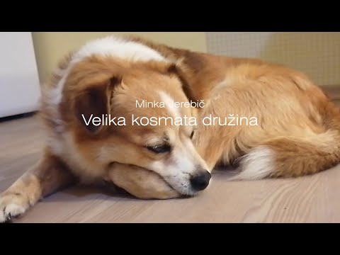 Video: Najbolj Kosmata Družina Na Svetu - Alternativni Pogled