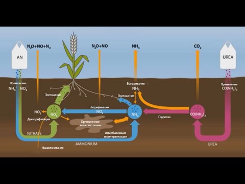 Круговорот азота на примере аммиачной селитры и карбамида