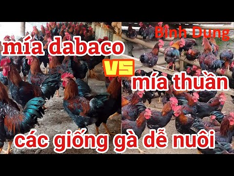 CÁC GIỐNG GÀ NÊN NUÔI HIỆN NAY !!! | Foci