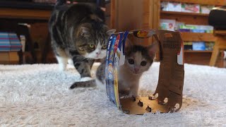 初めてビール箱をもらった子ねこ。Kitten Miri got a beer box for the first time.