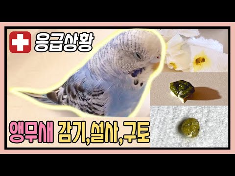 Sick Pet Bird Common Symptoms & Treatments. Diarrhea,Cold,Vomit,Stomachache [CUTE ANIMAL PET VIDEO]