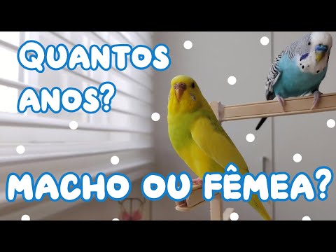 Vídeo: Como Determinar A Idade De Um Periquito