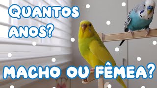 COMO SABER SE SEU PERIQUITO É MACHO OU FÊMEA (e qual é a idade!) Periquitos Australianos | Batatube