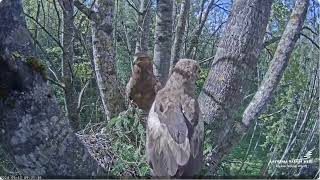Aktīvs rīts mazo ērgļu ligzdā LVM Mazais ērglis Aizkuja, apse 2  Lesser Spotted Eagle