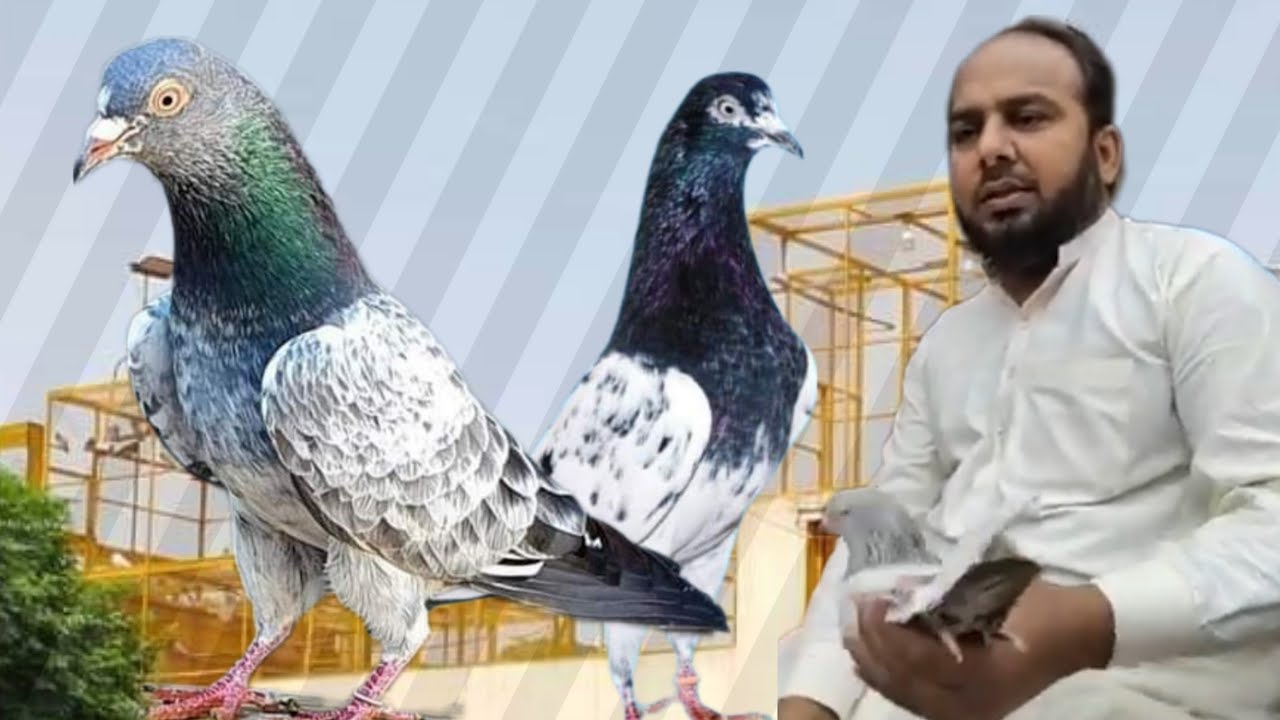 Ustad Imran of Multan ki chat se pigeons - YouTube