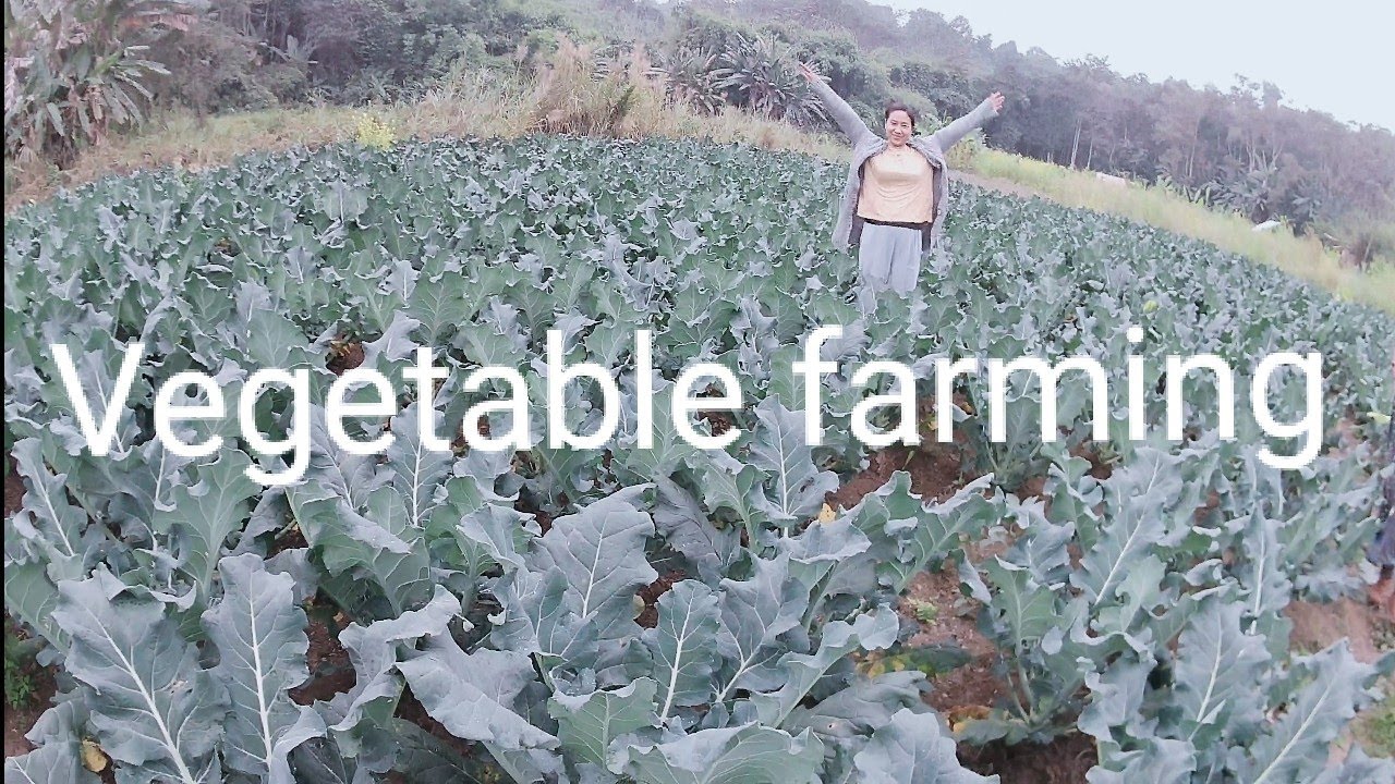 Amazing vegetable farming Mangmetong village #farming #organic