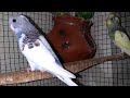 It's my budgies bird/please like and subscribe