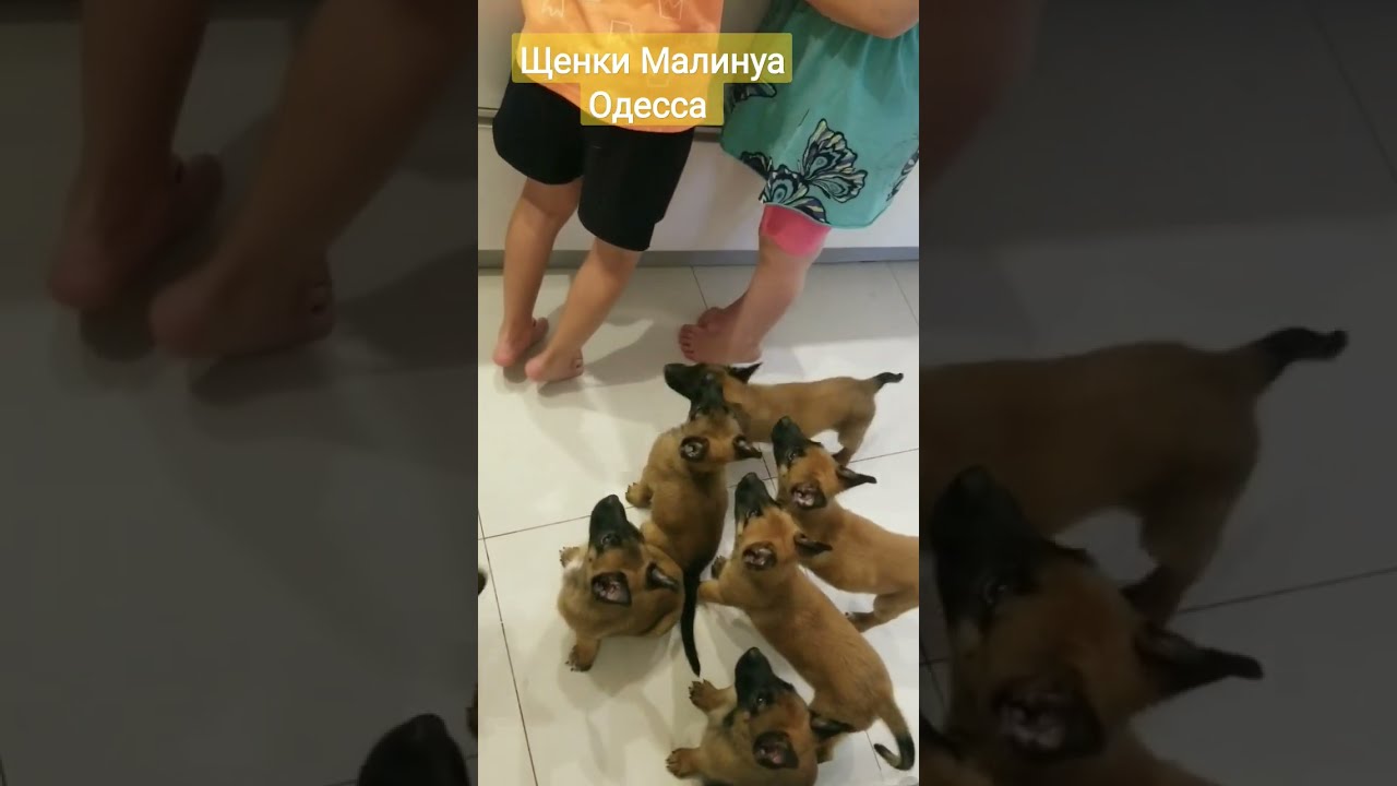 Характеристики породы собак малинуа цена