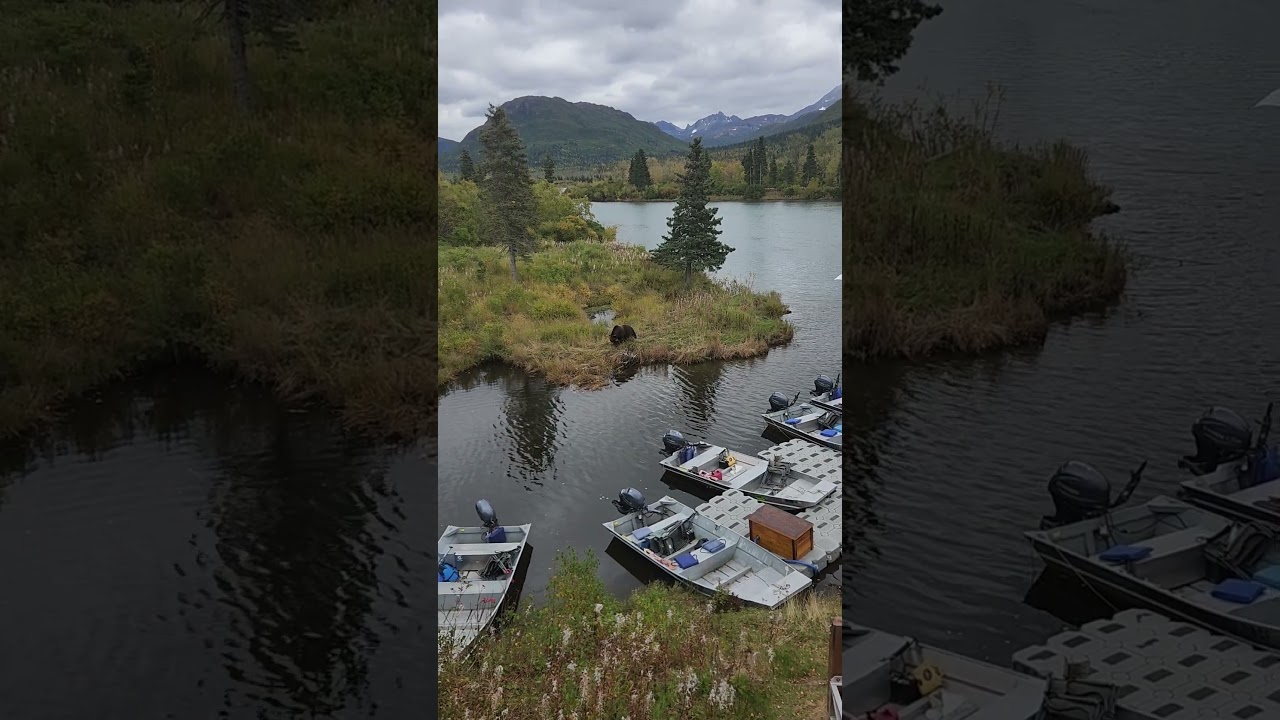 Brown bear on Iliamna River