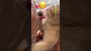 Bir kedi sahibi kedisinin onu annesi gibi hissetmesi için kedisini yaladı. #animal #keşfet #belgesel