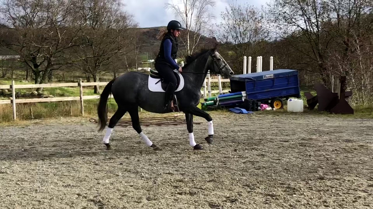 Flashy Miss, f.2014 TIL SALGS