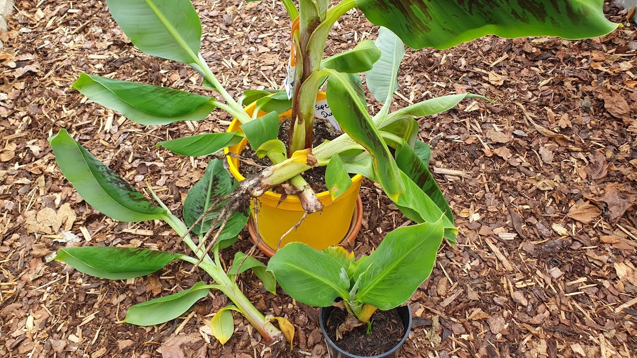 dracaena surculosa kaufen Dracaena surculosa 'Milchstraße' – Secret Garden Plant Shop main image 0