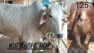 Kolkata cow market || biggest cow collection || from pandua cow haat|| #viral #kolkatacowmandi #cow