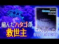#8【海水水槽